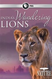 India’s Wandering Lions